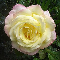 Peace Rose